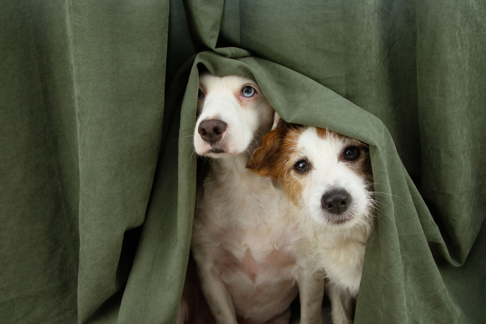 Zwei Hunde, ängstlich unter einem Vorhang versteckt