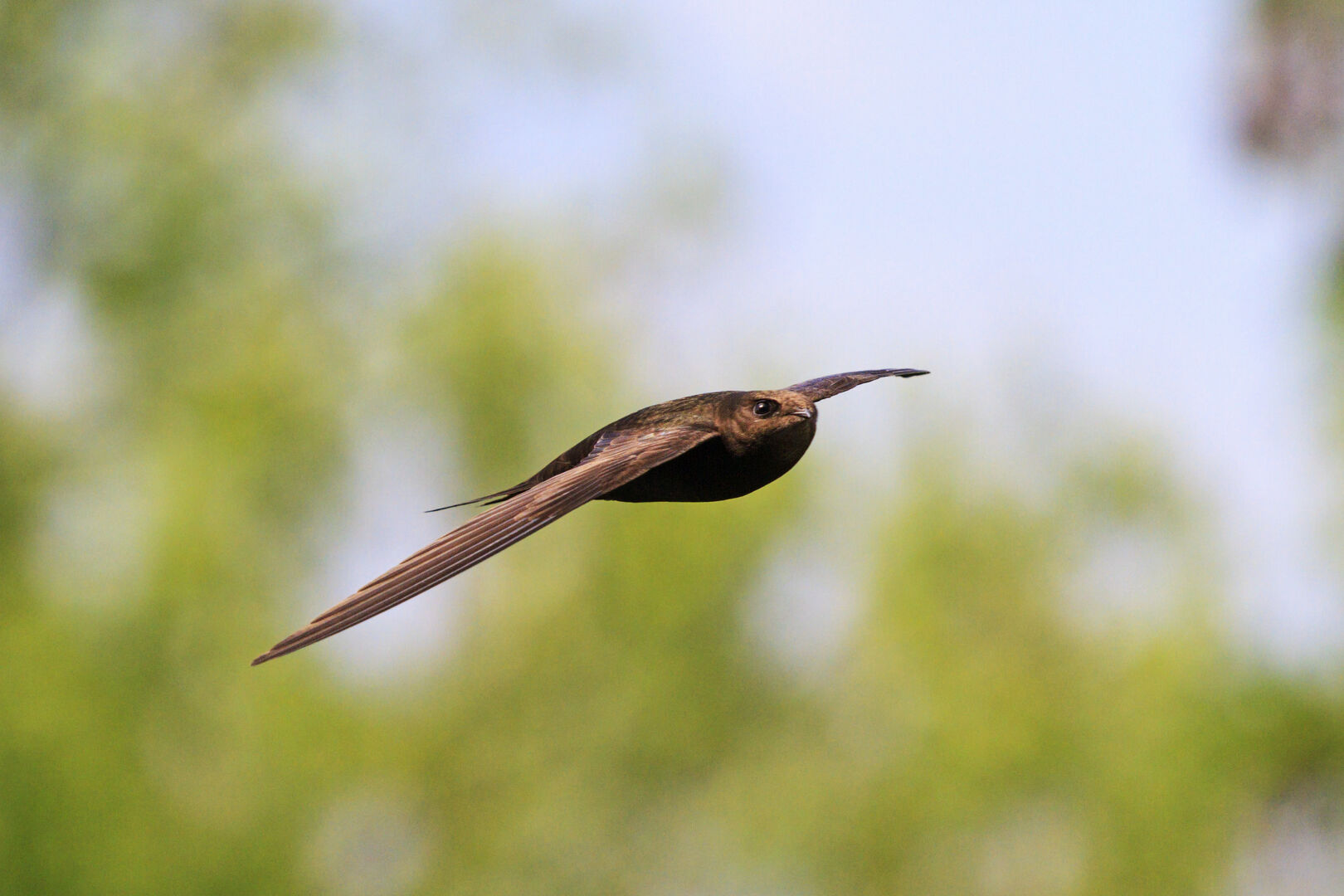 Mauersegler im Flug