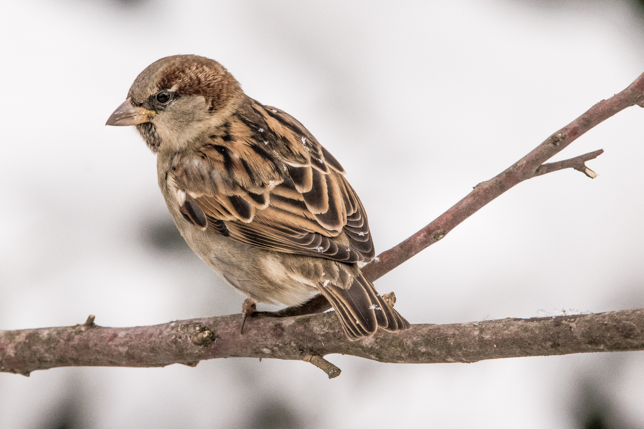 Spatz auf einem Ast