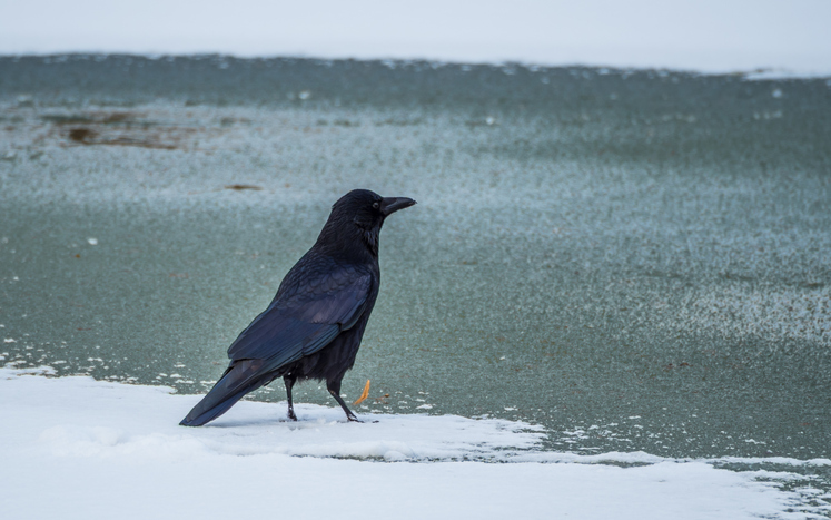 Krähe im Winter | Credit: Getty Images/iStockfoto