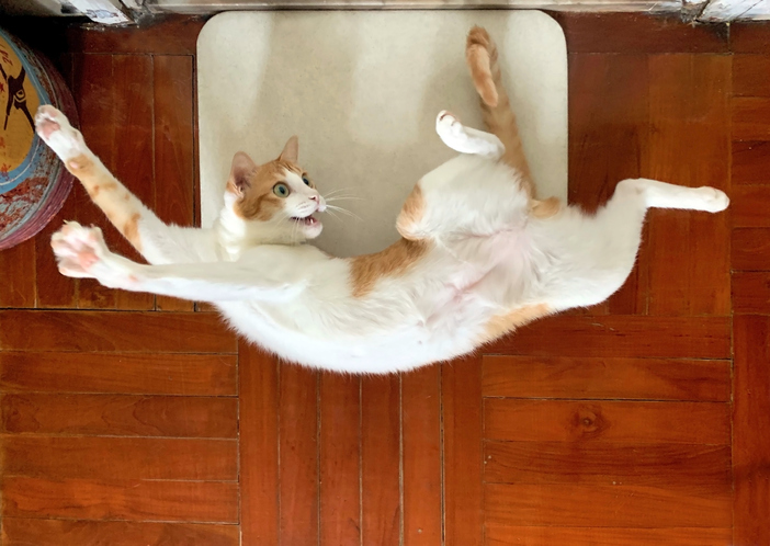 Durchgeknallte Katze | Credit: iStock.com/LewisTsePuiLung