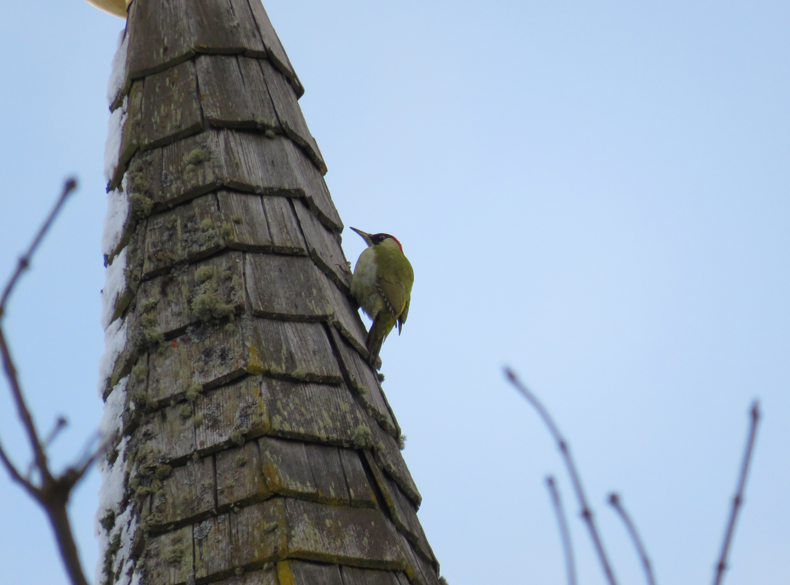 Ein Grünspecht, der auf einer Kirchturmspitze sitzt