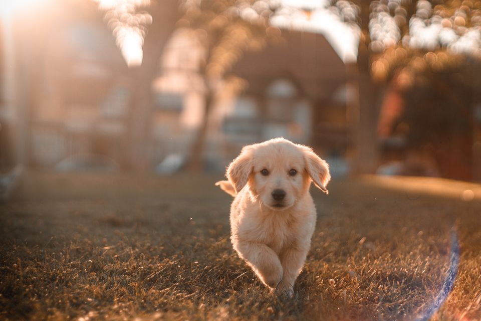 Ein Golden Retriever-Welpe läuft bei Sonnenuntergang über eine Wiese