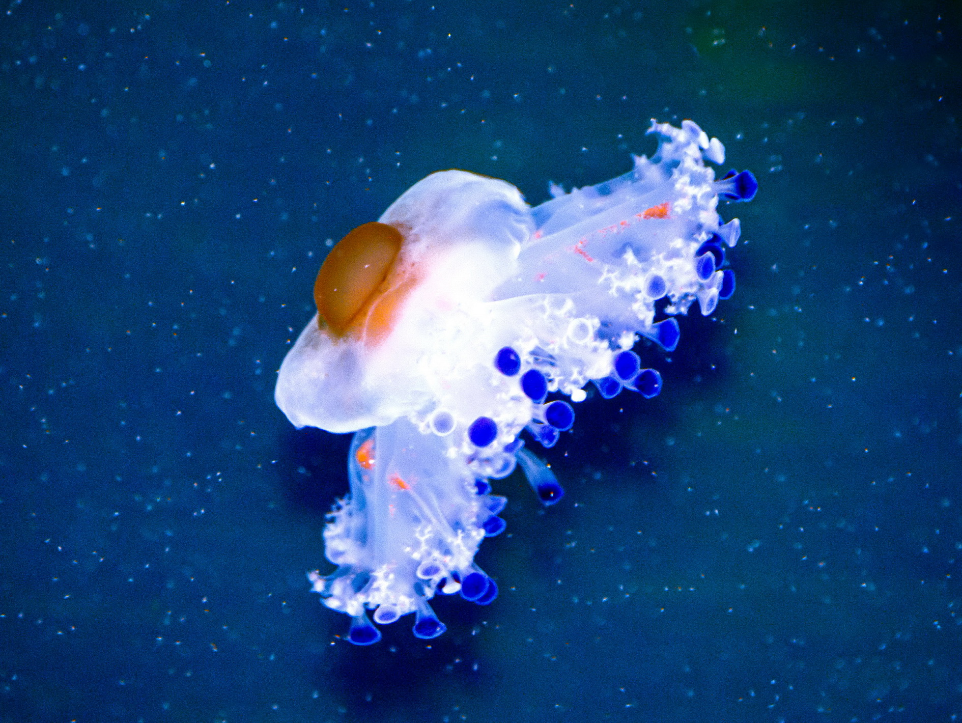 Bunte Spiegeleiqualle