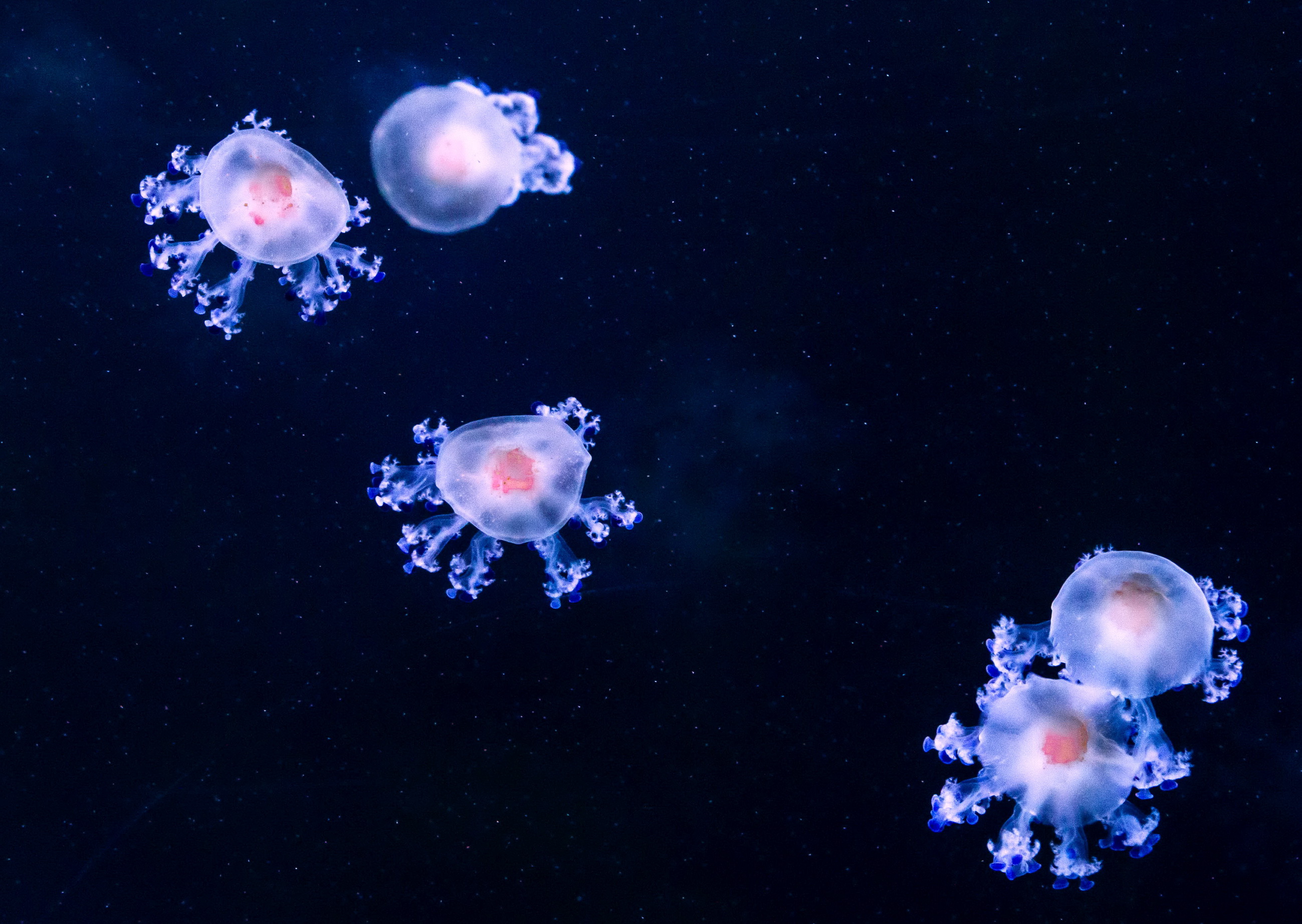 Fünf Spiegeleiquallen