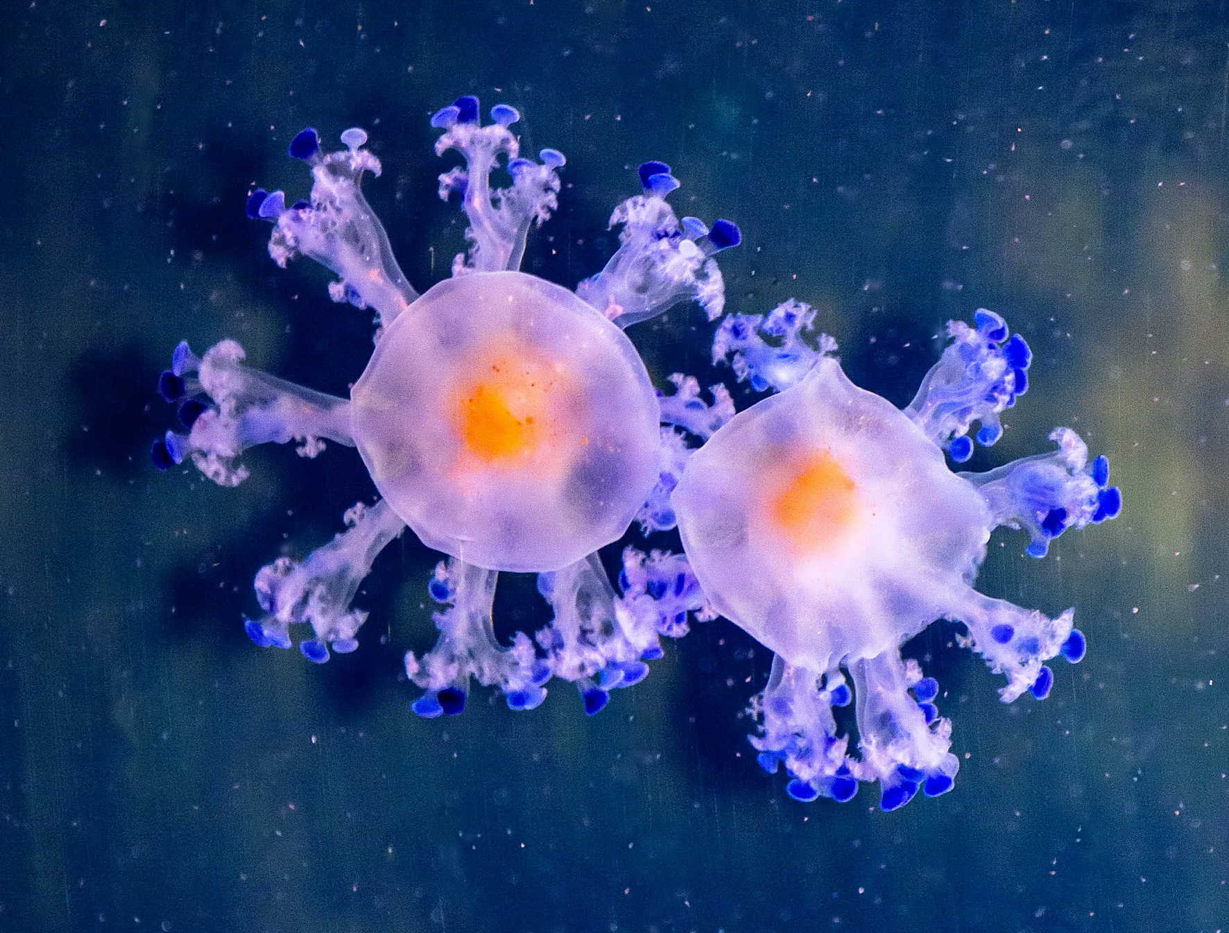 Zwei Spiegeleiquallen