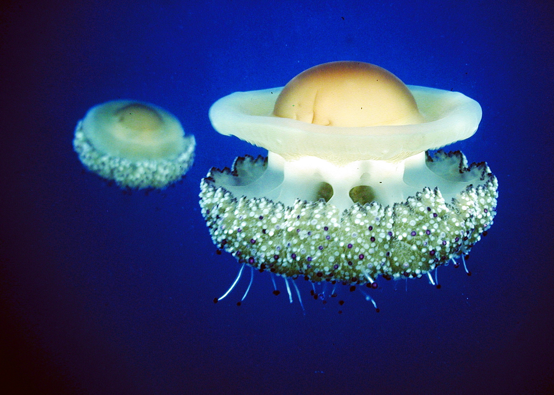 Die Spiegeleiquallen sind ins Haus des Meeres übersiedelt