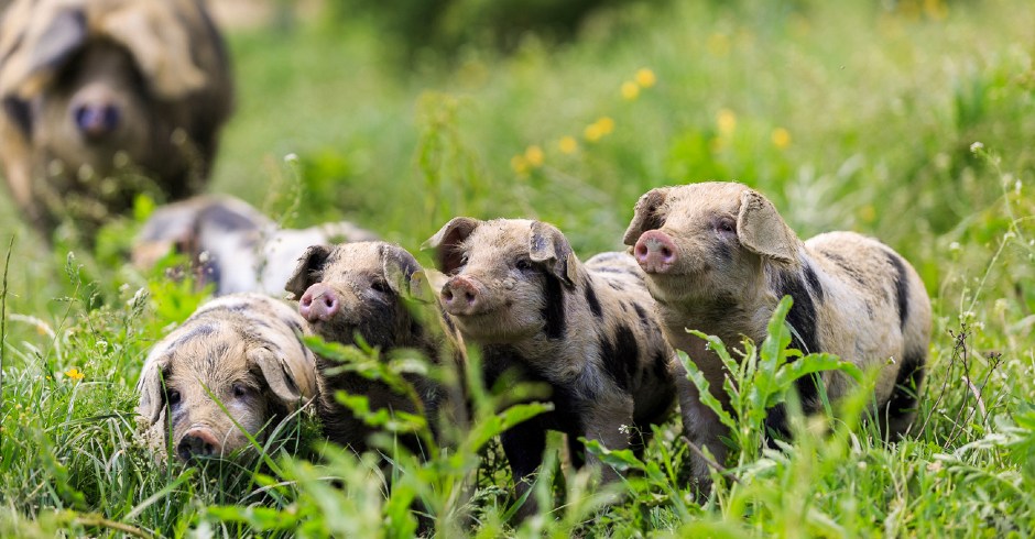 Turopolje Ferkel