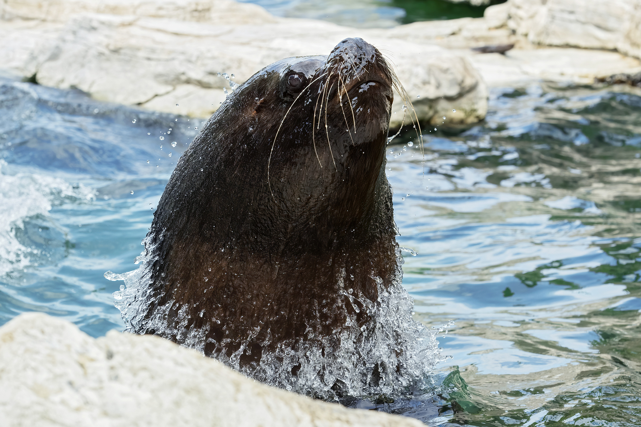 Robbenmännchen Comandate taucht auf