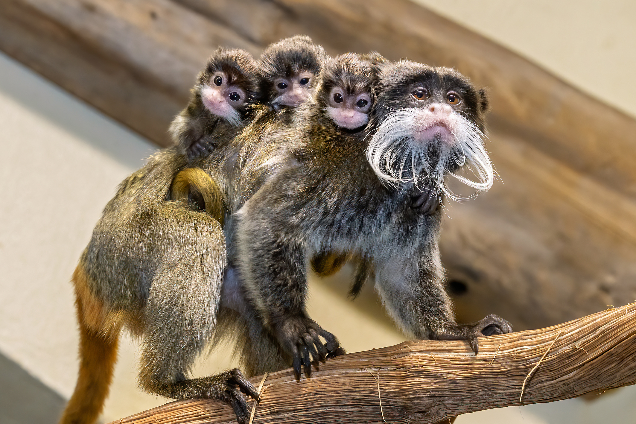 Kaiserschnurrbarttamarine im Tiergarten Schönbrunn