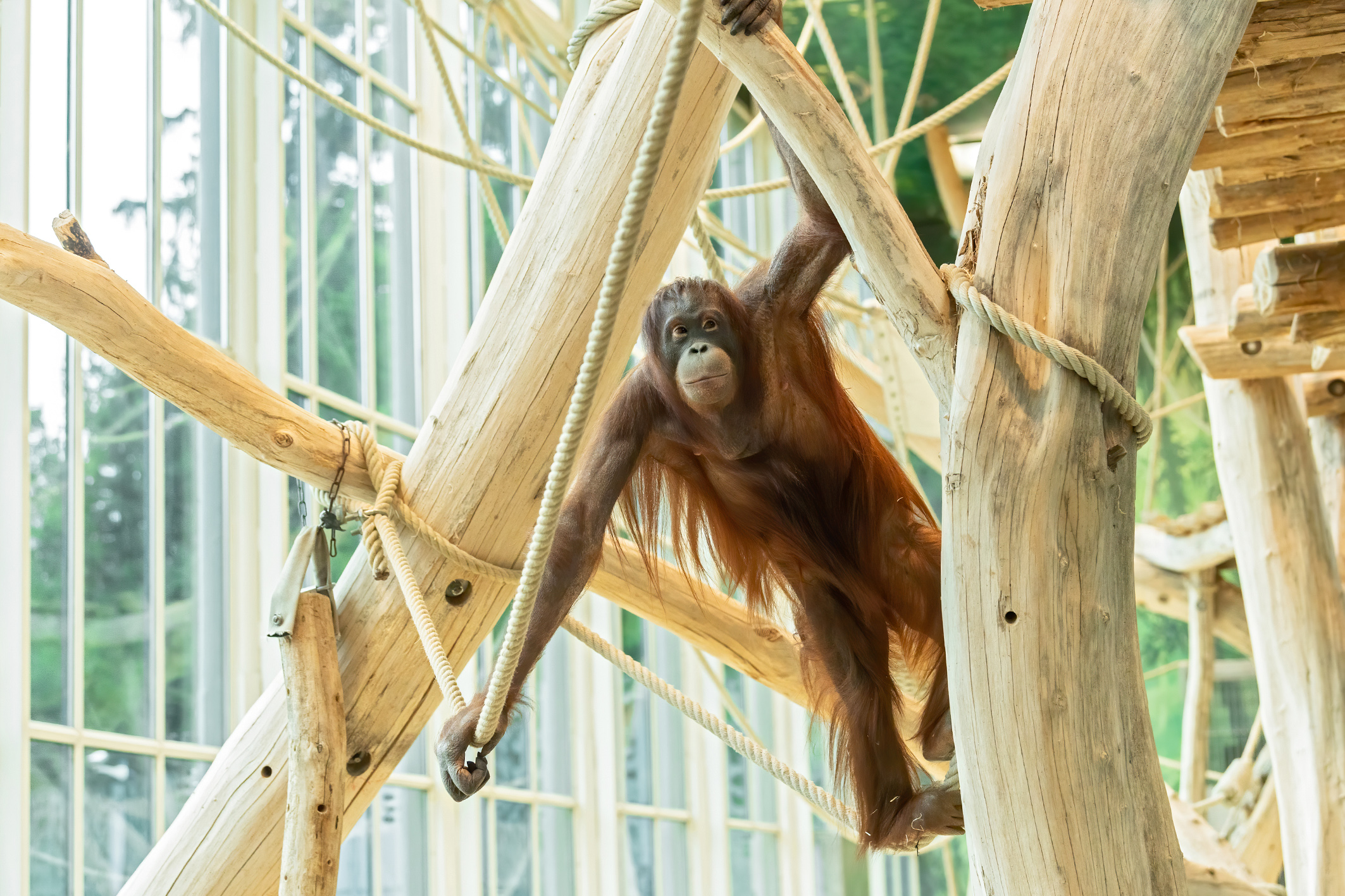 Orang-Utan Sari turnt am Seil