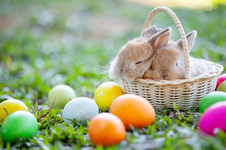Hase im Osternest | Credit: iStock.com/Sasiistock