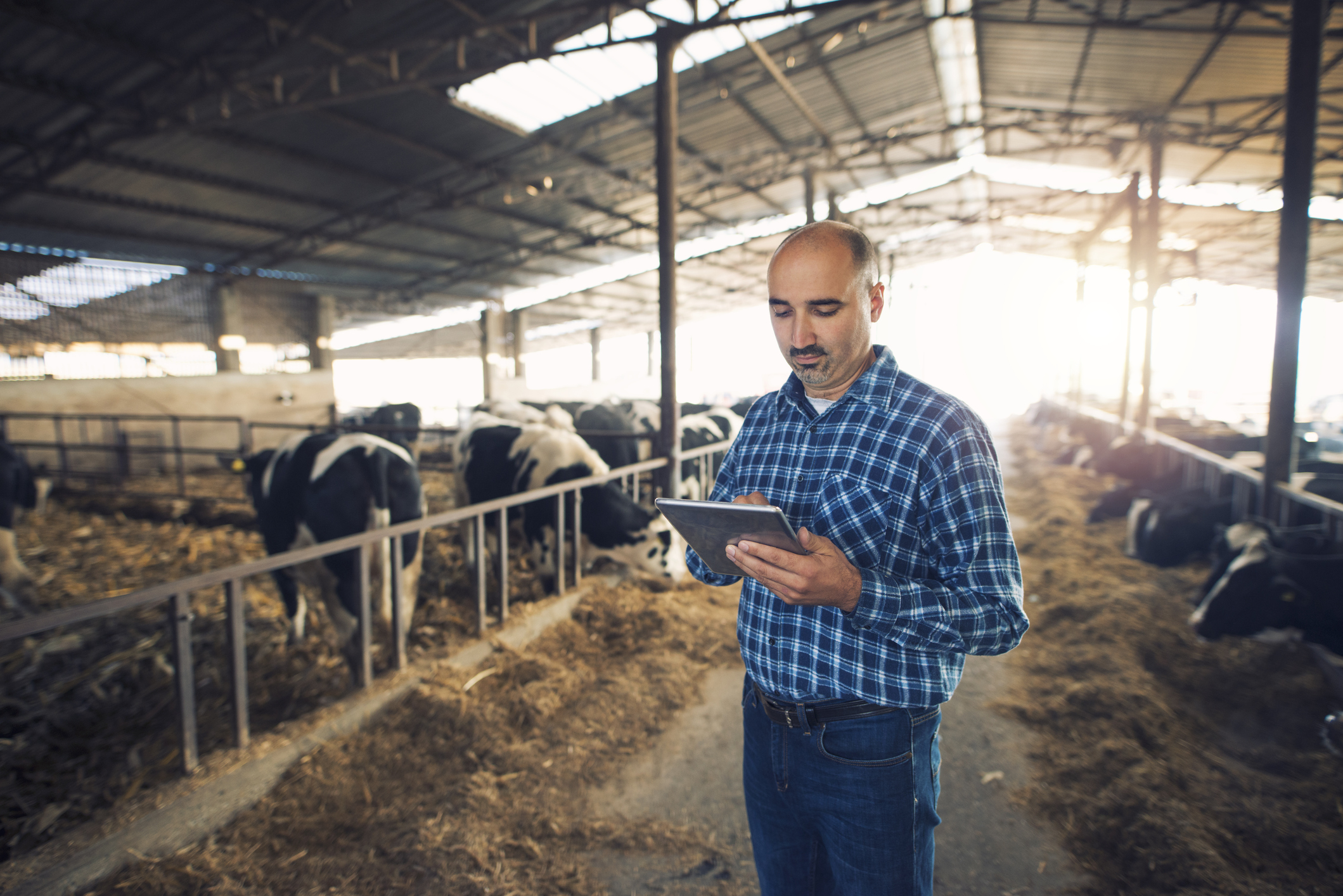 Ein Landwirt steuert die Abläufe in seinem Kuhstall mit einem Tablet