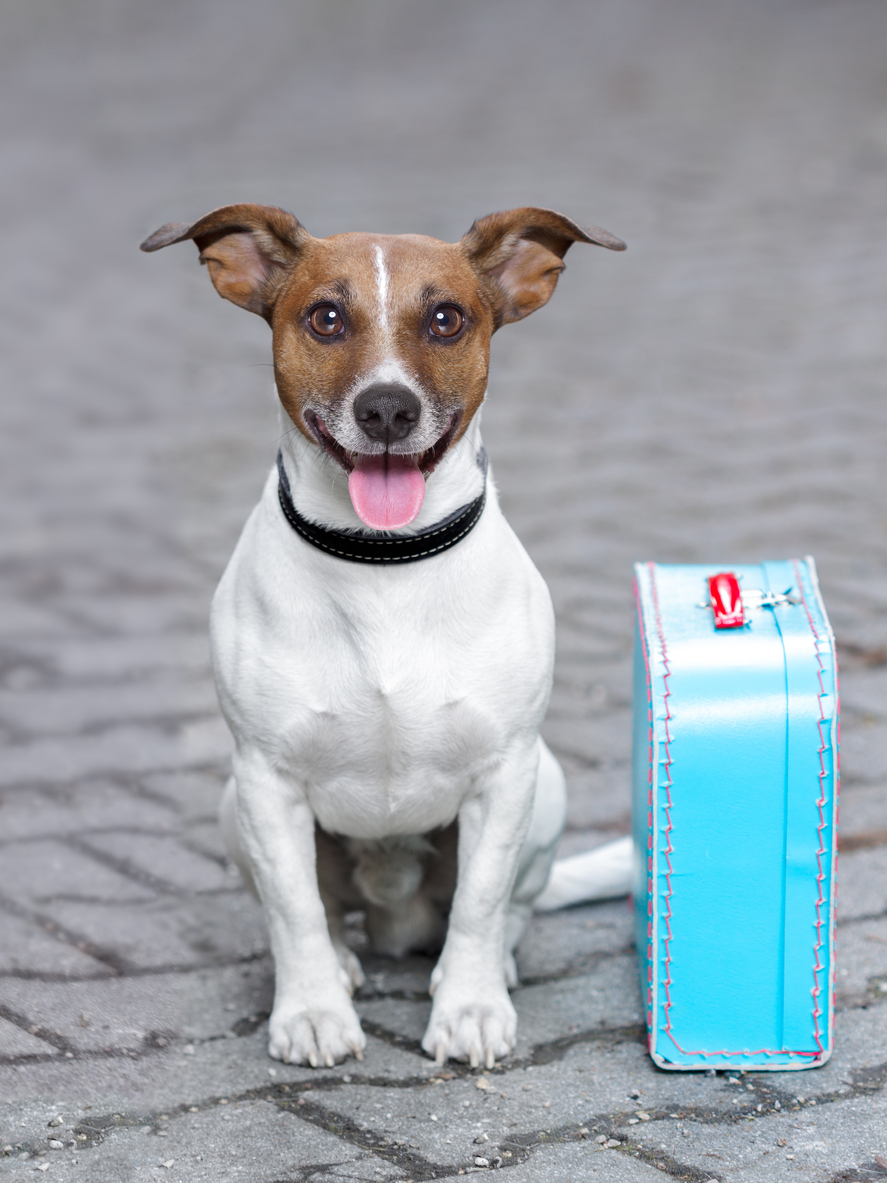 Ein Hund auf Reisen | Credit: iStock.com/damedeeso