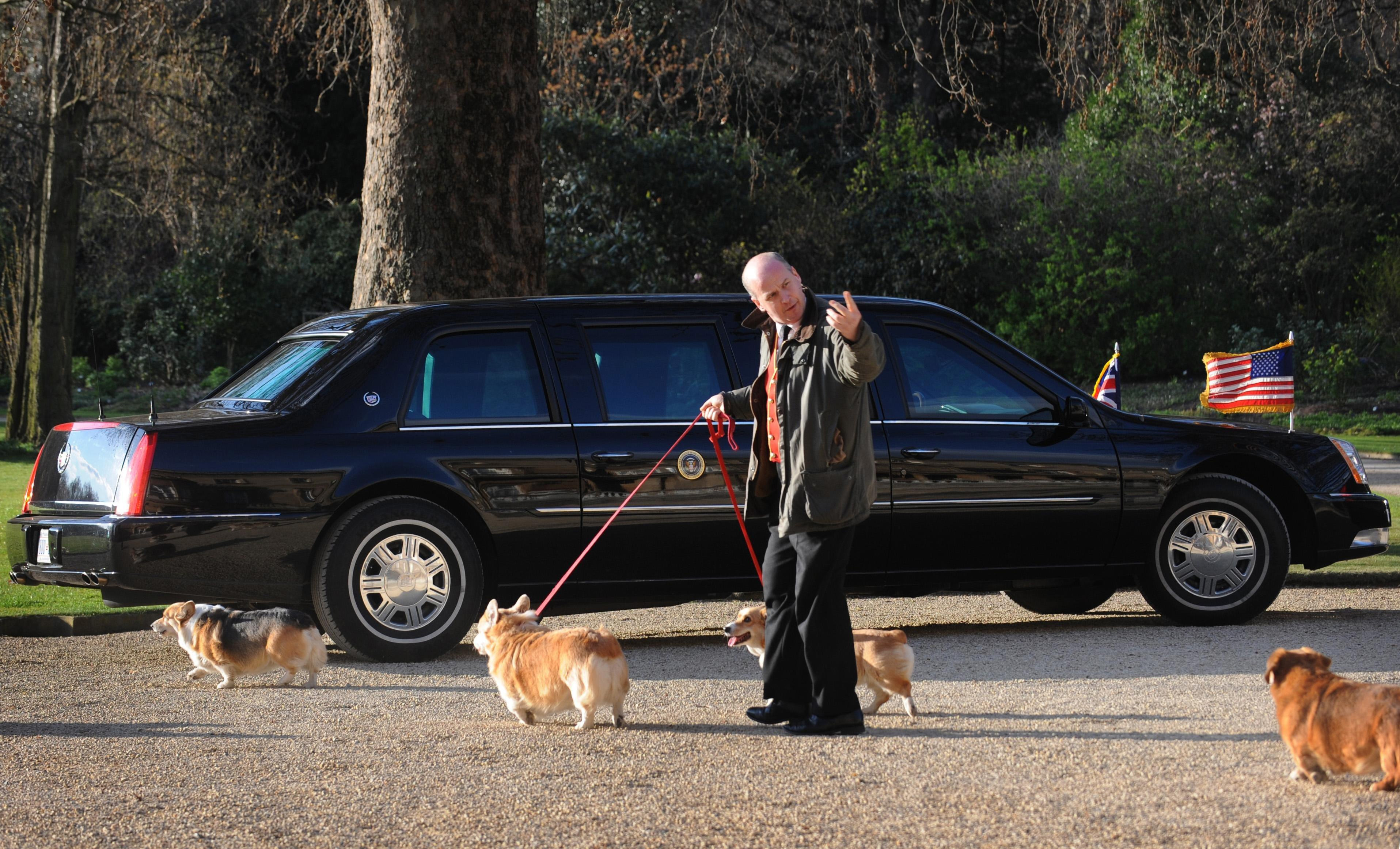 Spaziergang mit Corgis