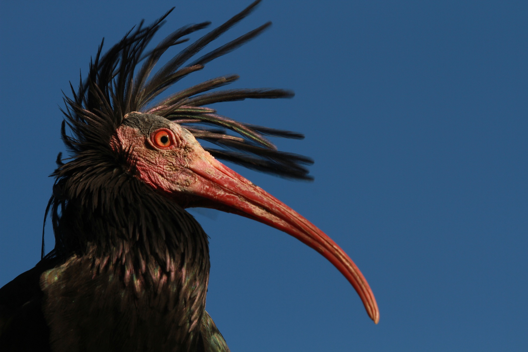 Waldrapp | Credit: Waldrappteam Conservation &amp; Research