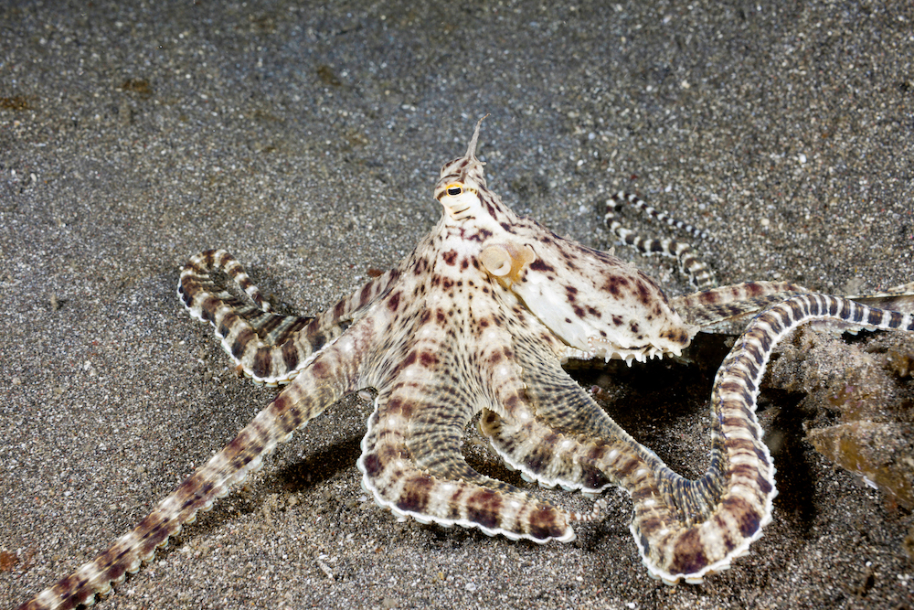 Oktopus | Credit: MAURITIUS IMAGES/REINHARD DIRSCHERL/ALAMY