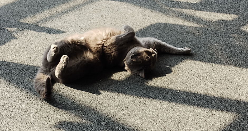 Wer ist hier der Boss? Ganz klar diese Katze! | Credit: Lilli Platzer