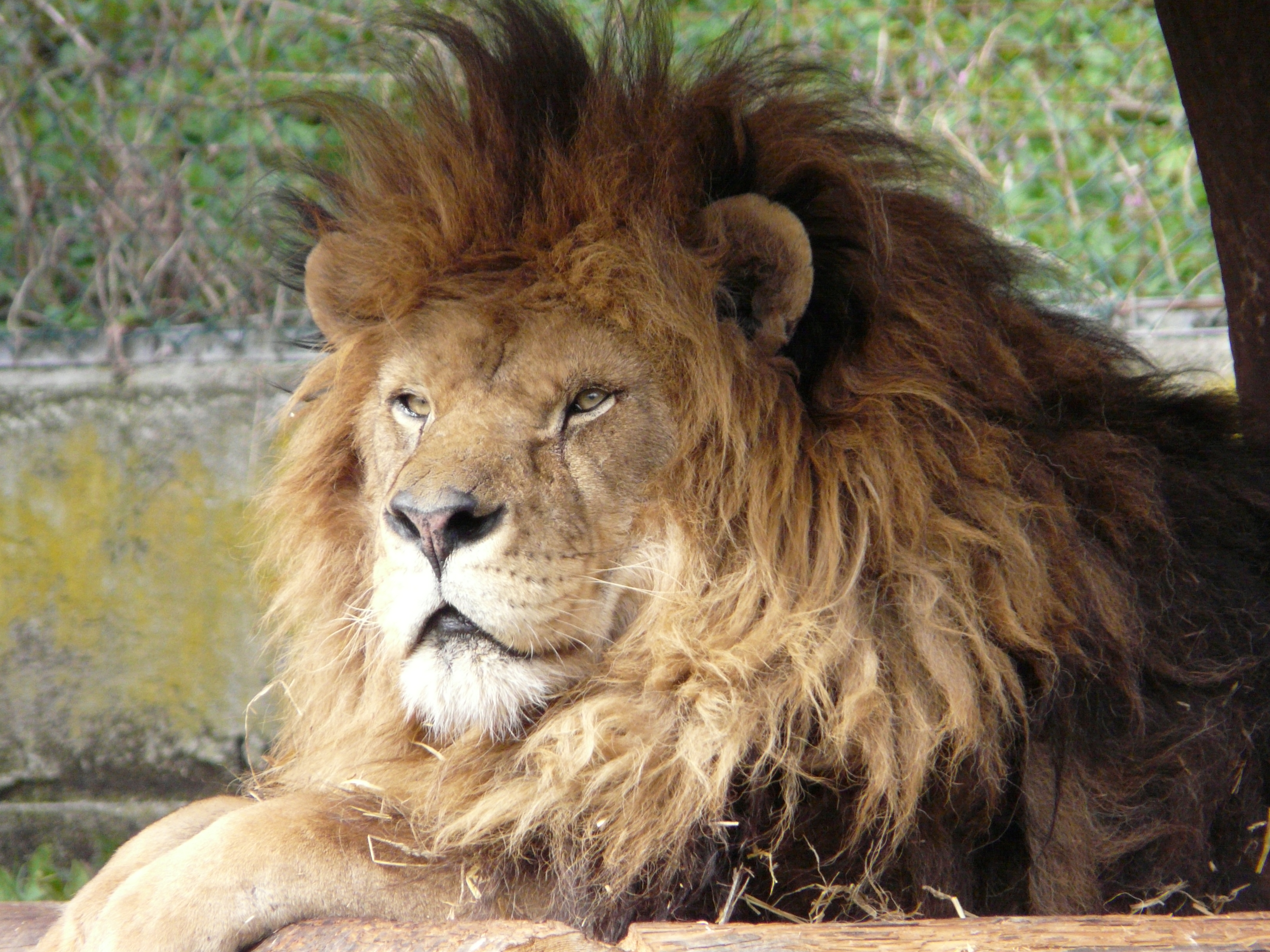 Zirkuslöwe "Stinke" | Credit: Zoo Salzburg