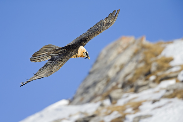 Bartgeier | Credit: iStock.com/BoukeAtema