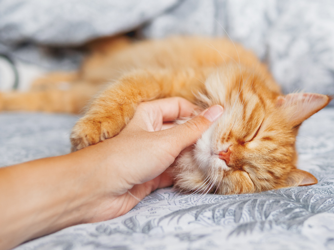 Katze | Credit: iStock.com/Konstantin Aksenov