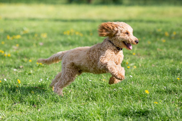 Pudel | Credit: iStock.com/ Krisztian Juhasz