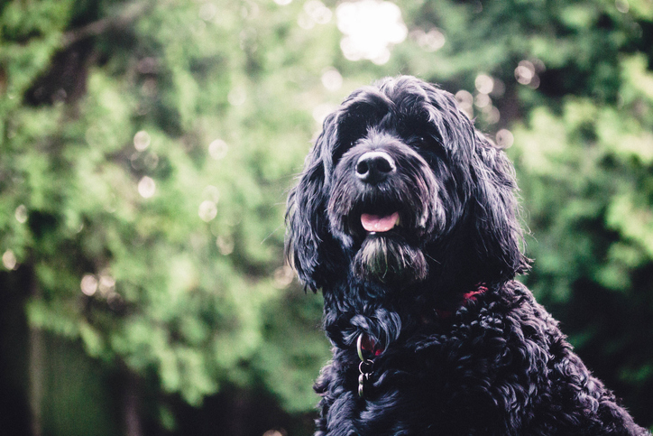 Portugiesischer Wasserhund | Credit: iStock.com/JackWylieShot