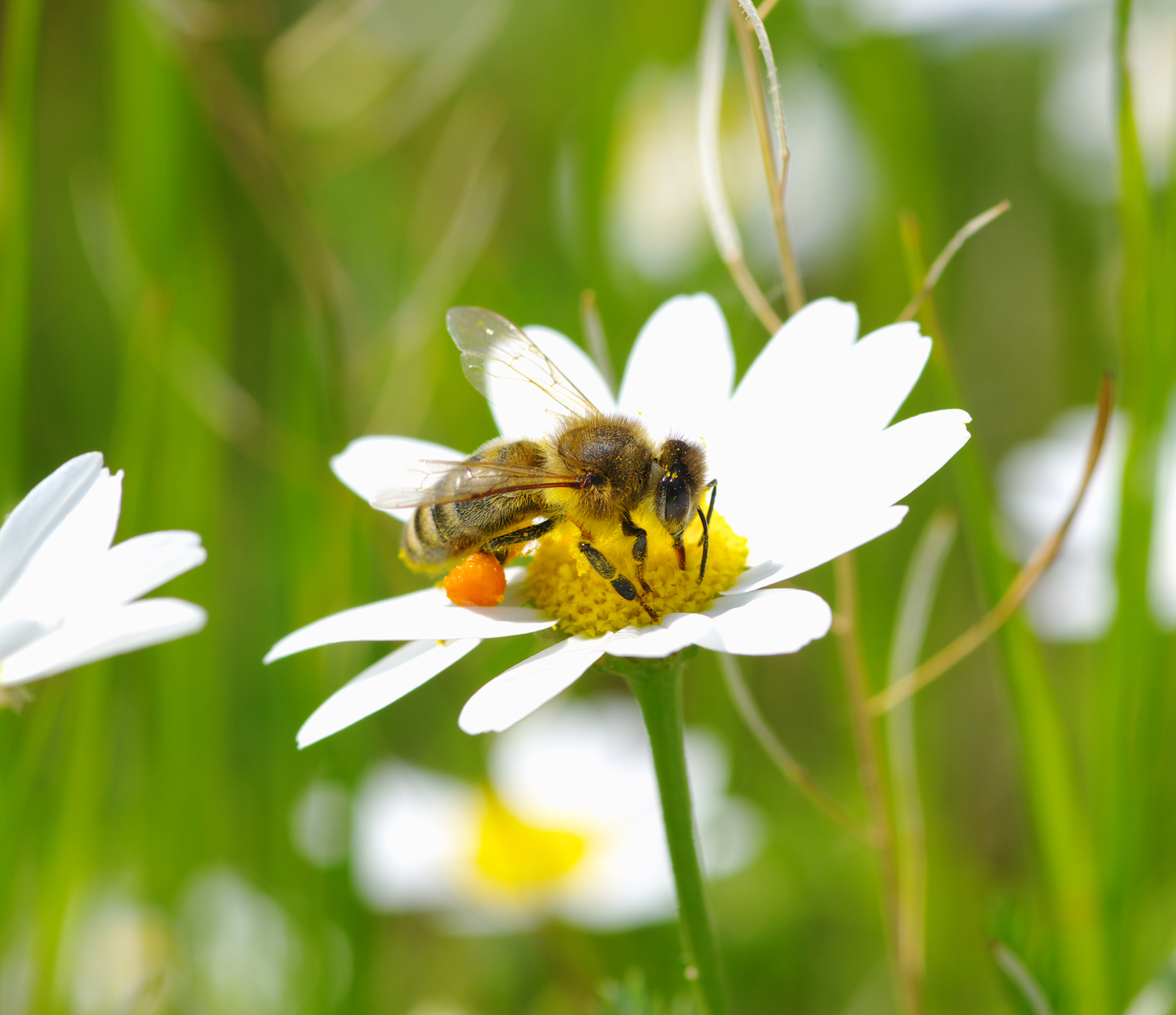 Biene auf Margerite