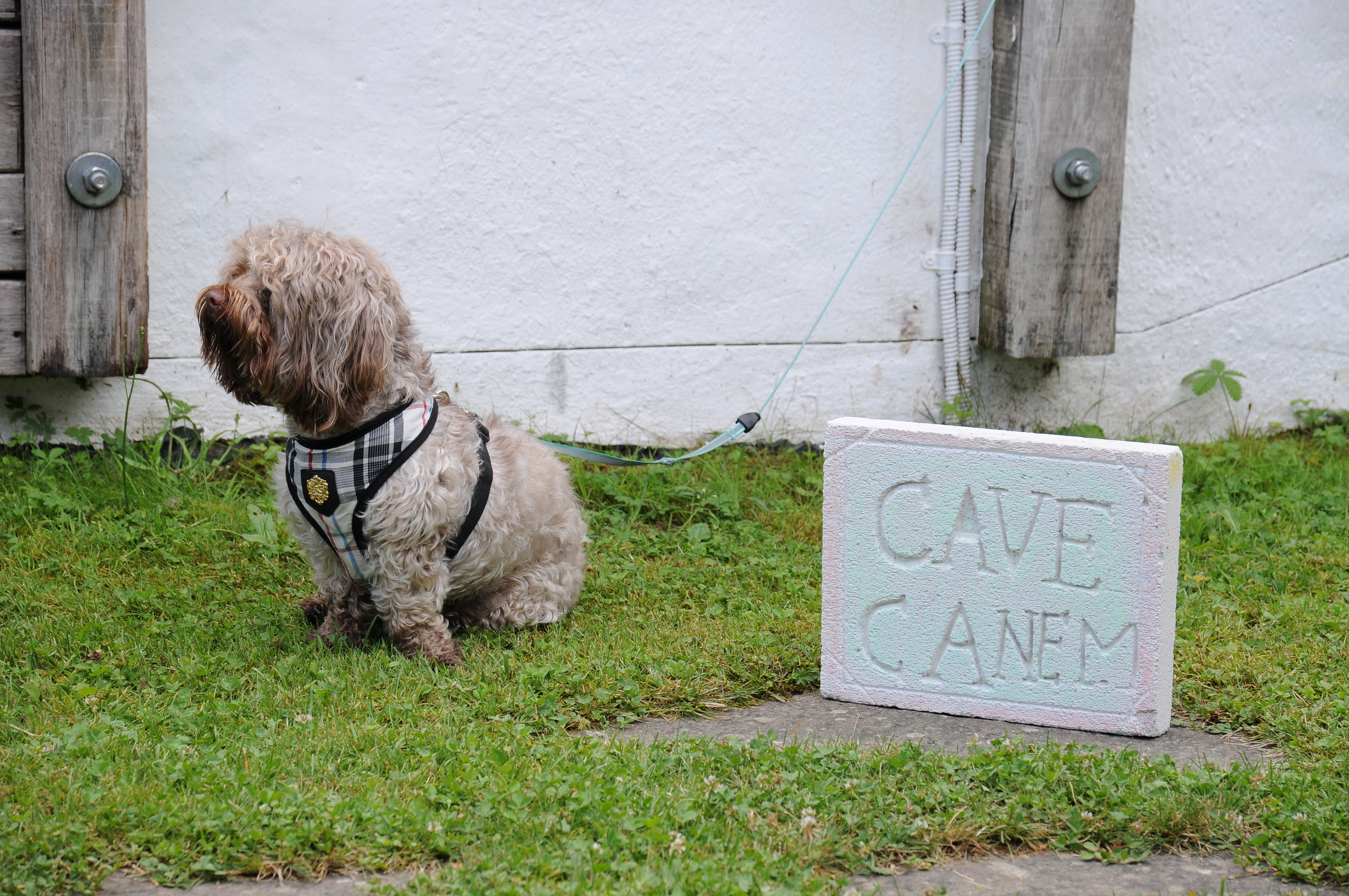 Hund mit Ytong-Stein und lateinischer Inschrift