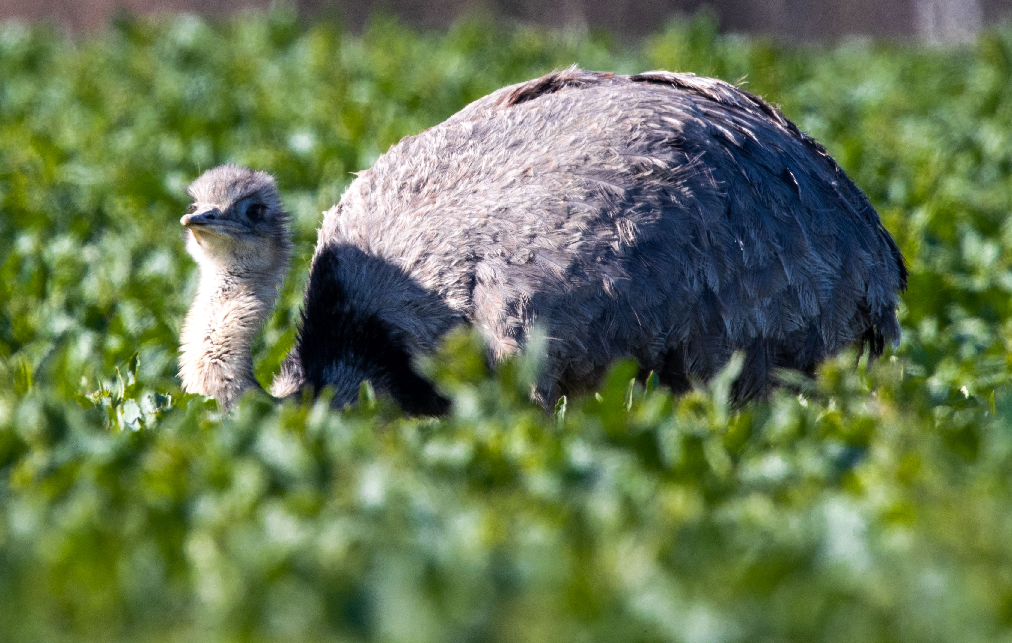 Ein Nandu auf einem Feld