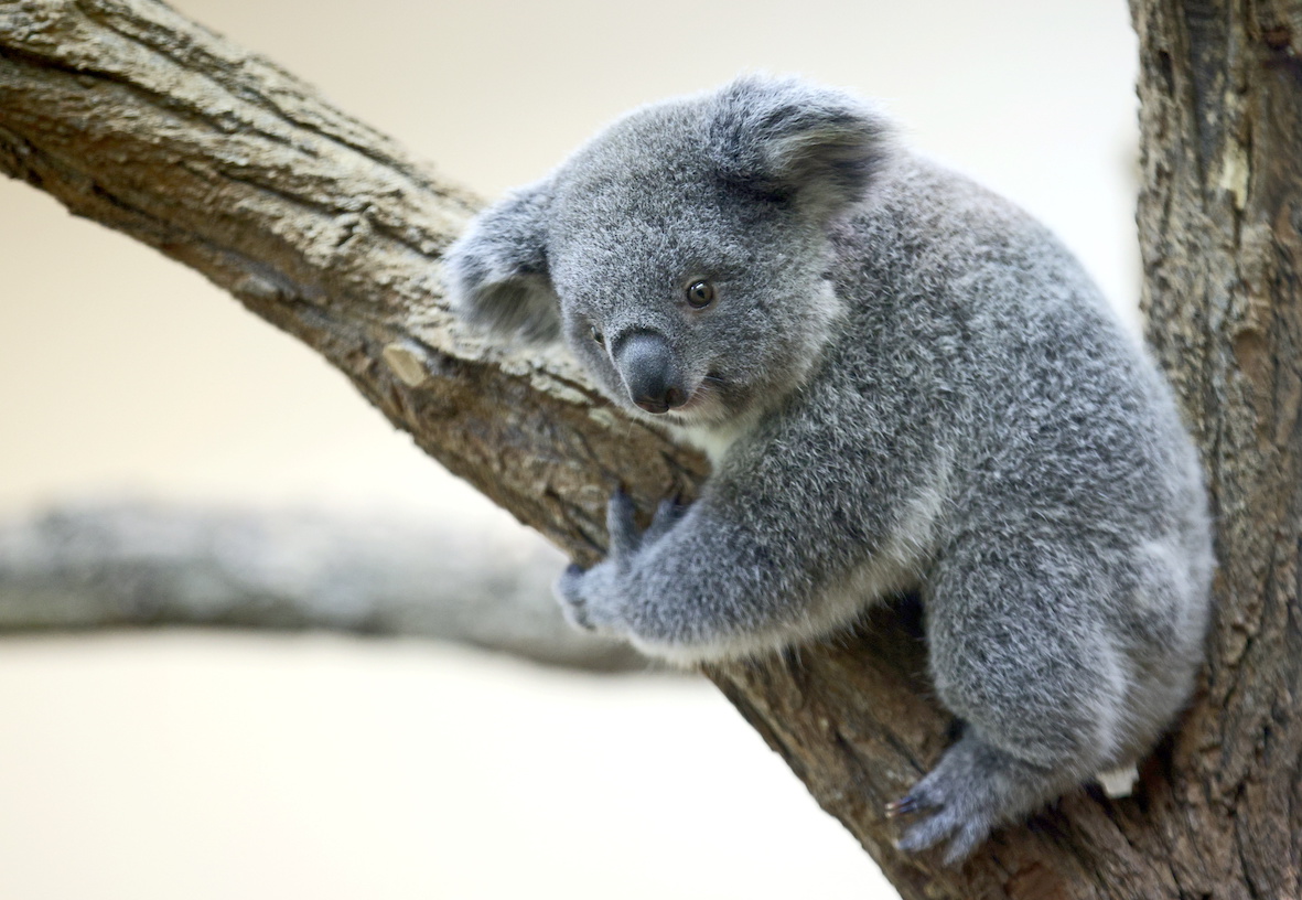 Zoo Wien | Credit: LISI NIESNER / REUTERS / picturedesk.com