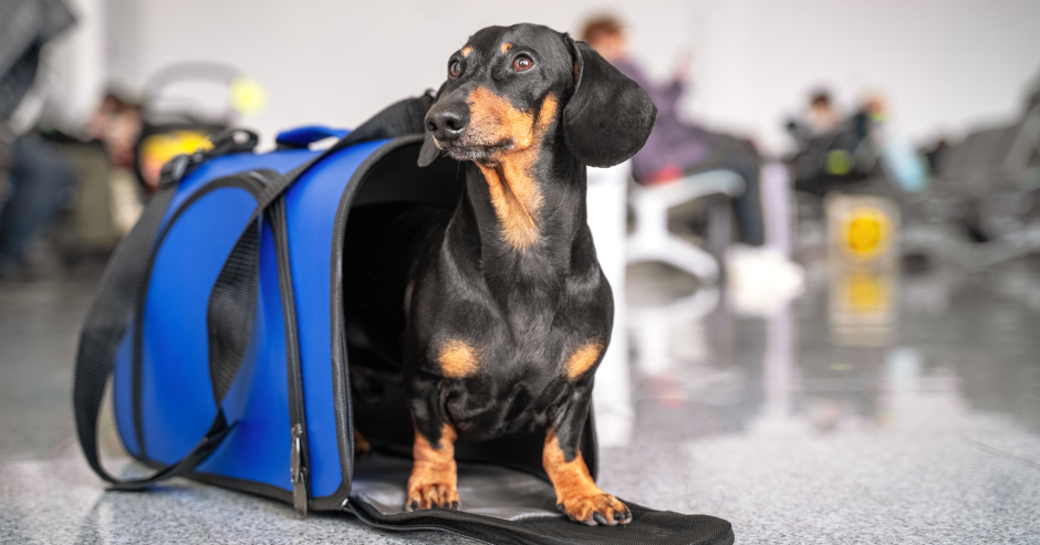 Leider entledigen sich Menschen gerade im Urlaub gerne ihrer Hunde | Credit: iStock.com/Ирина Мещерякова