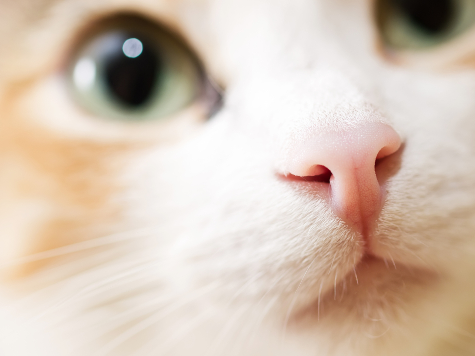 Nahaufnahme einer Katze | Credit: iStock.com/morgan23