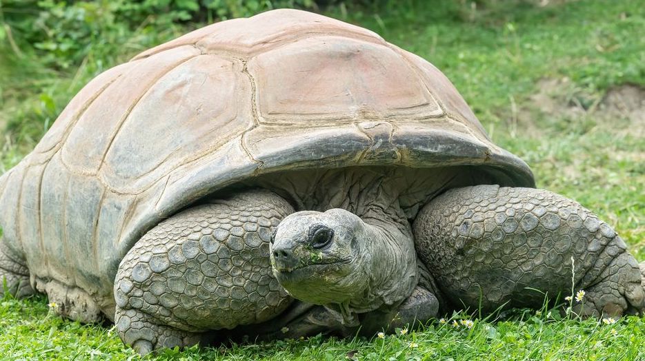 Riesenschildkröte Schurli liegt im Gras