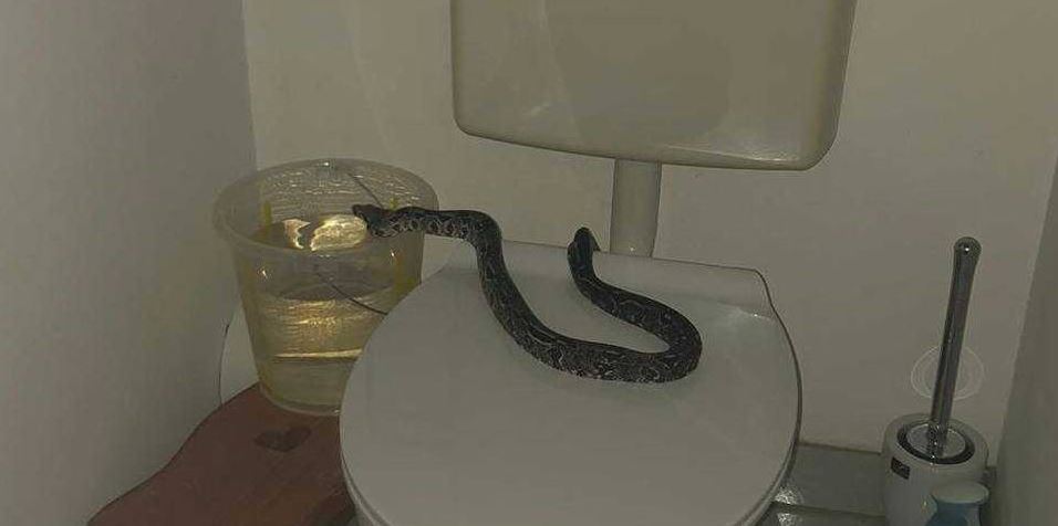 Python sitzt auf dem Klodeckel eines WCs und schnappt auf die linke Seite der Toilette.