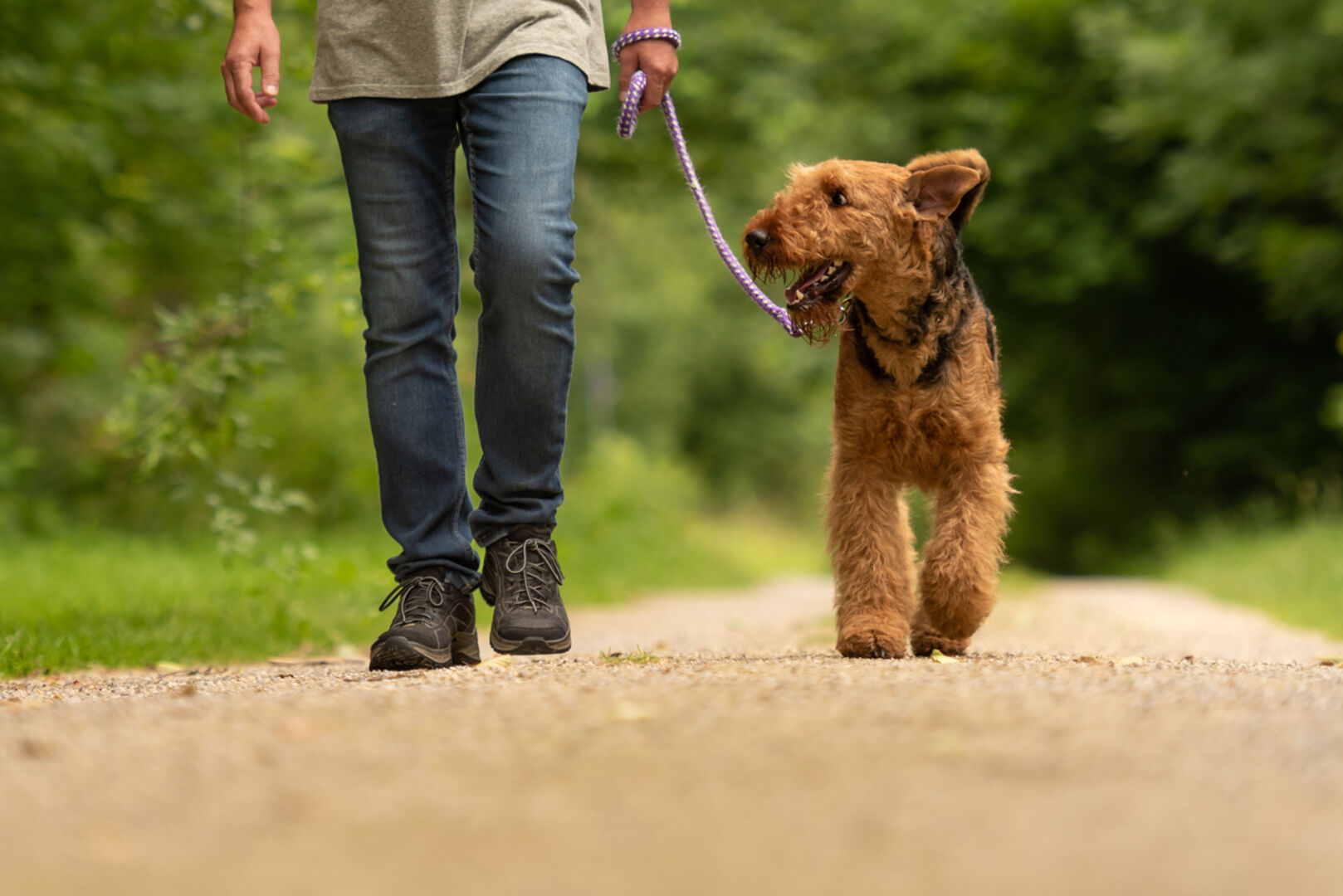 Spaziergang Hund