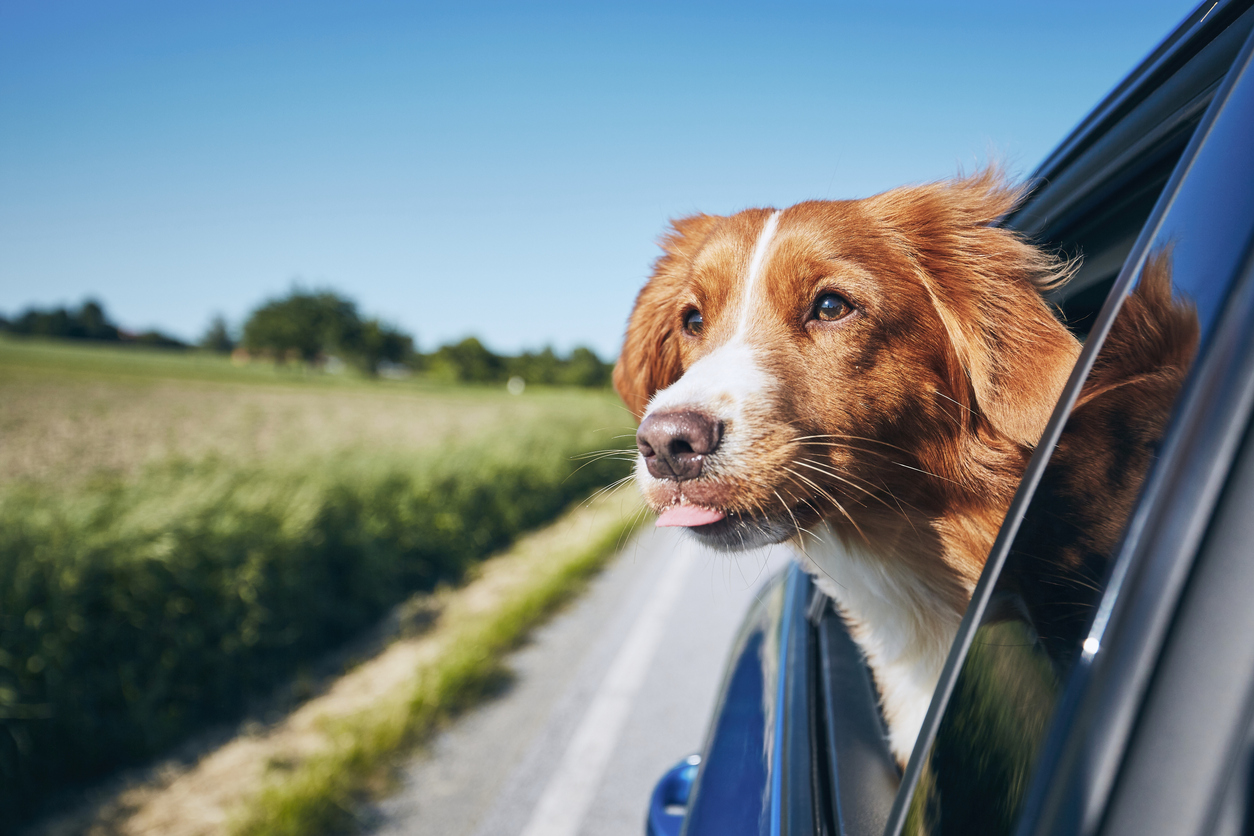Hund Urlaub
