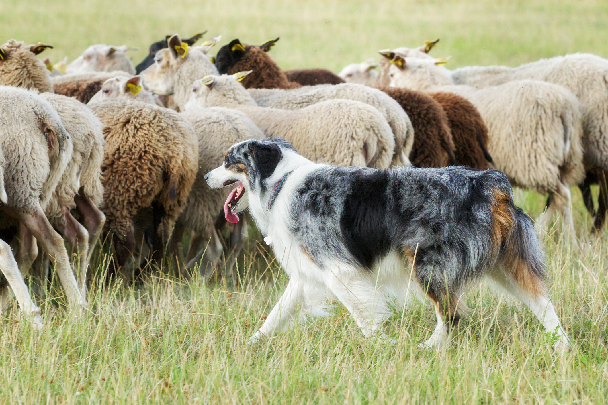Herdenhund mit Schafen