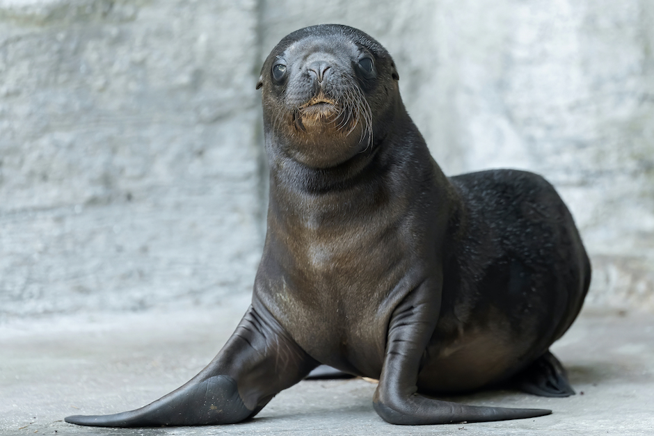 Robben-Baby im Tiergarten Schönbrunn