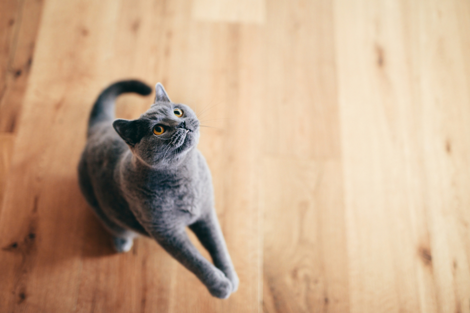 Katze beim Spielen | Credit: iStock.com/NiseriN