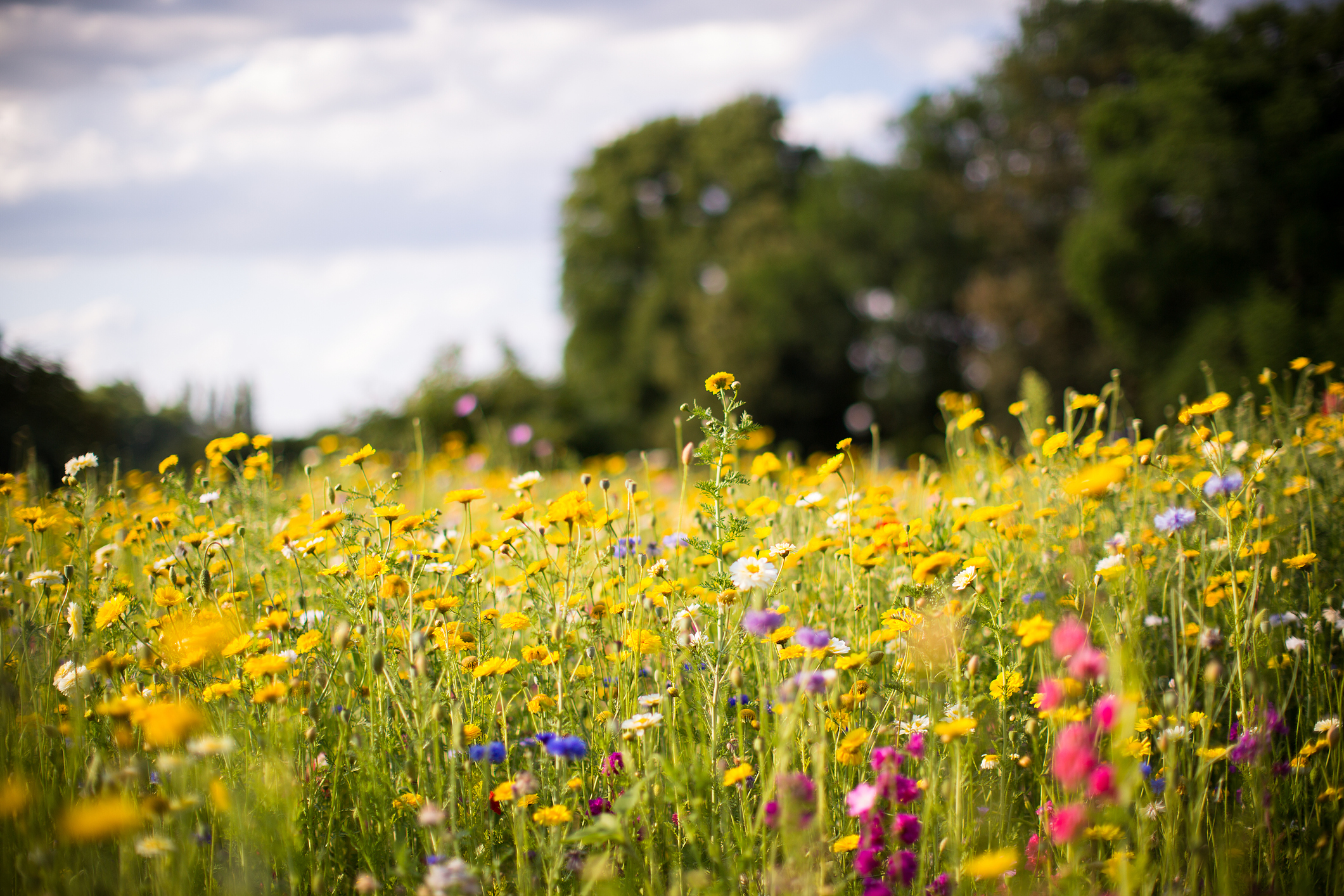 Wildblumenwiese