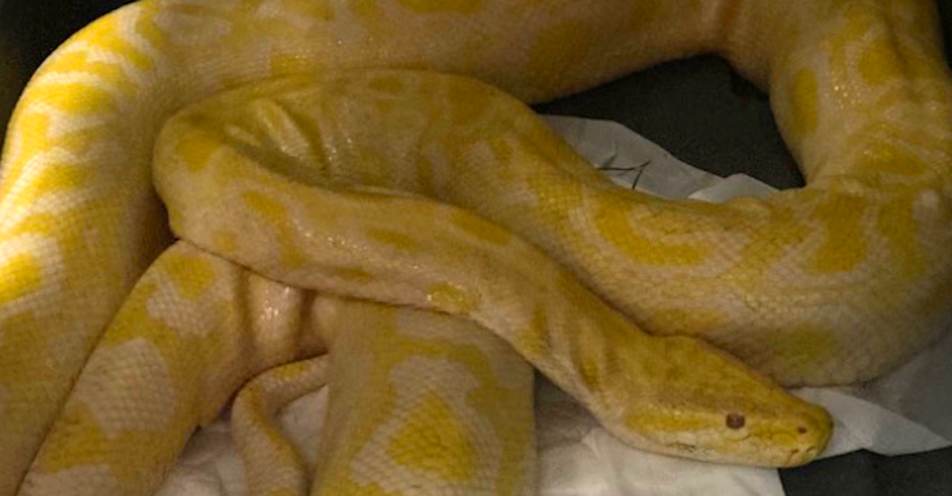 Albino Tigerpython_2 | Credit: TierQuarTier Wien