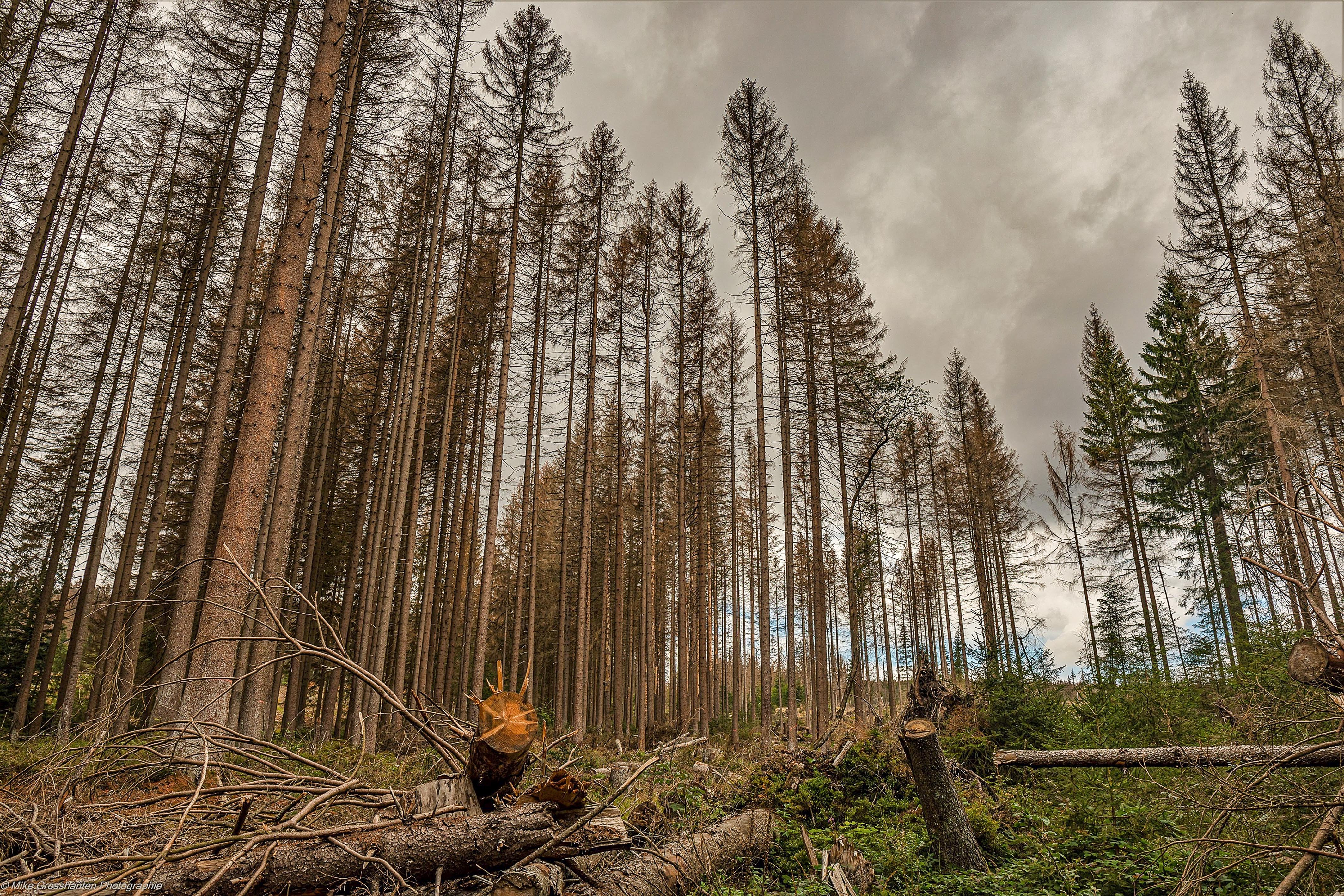Wie steht es um den Wald? | Credit: Fotostand / dpa Picture Alliance / picturedesk.com