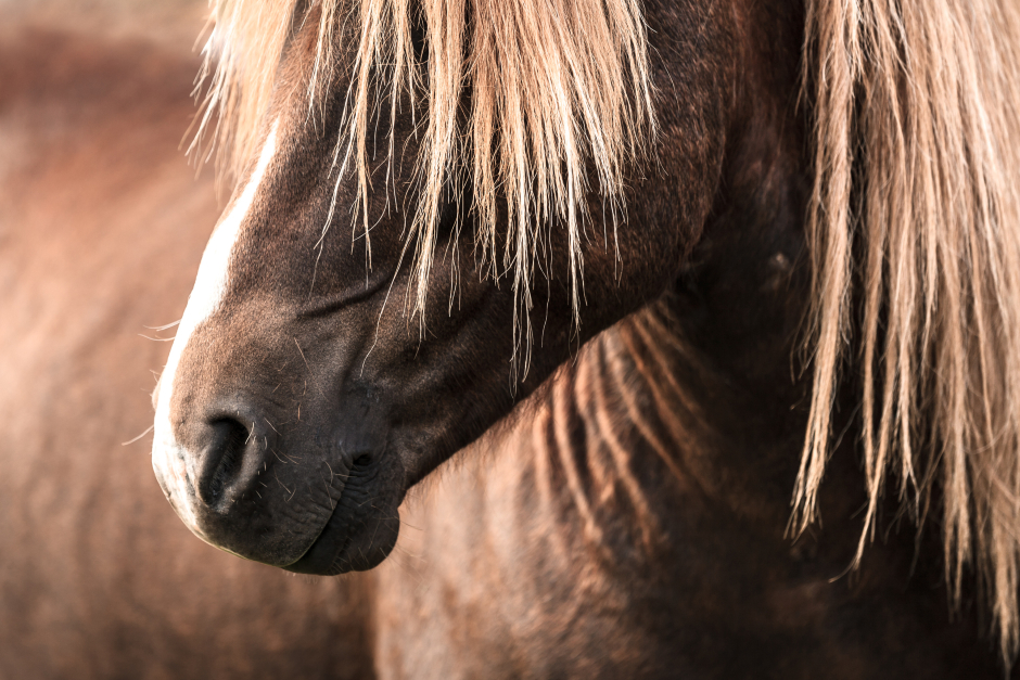 Islandpferd | Credit: iStock.com/Sonya_Rudenko