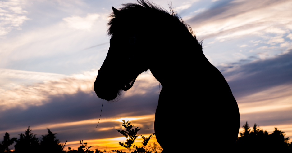 Islandpferd | Credit: iStock.com/Binnerstam