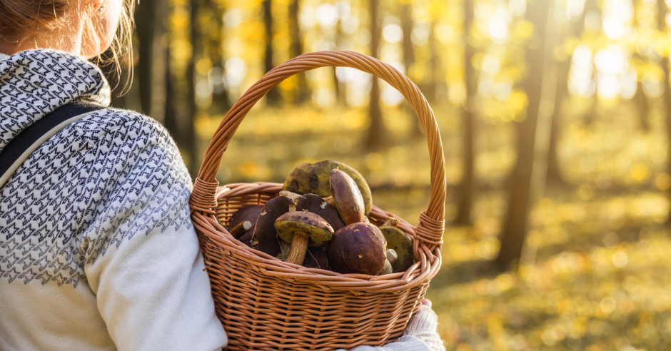 Frau bei der Pilzsuche im Wald | Credit: iStock.com/Zbynek Pospisil
