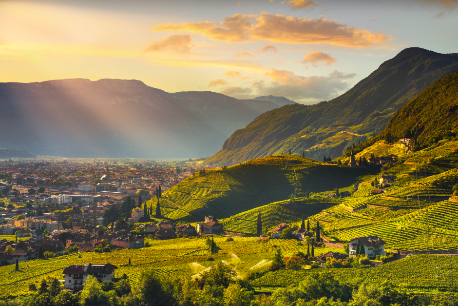 Weinberge in Santa Maddalena | Credit: iStock.com/StevanZZ