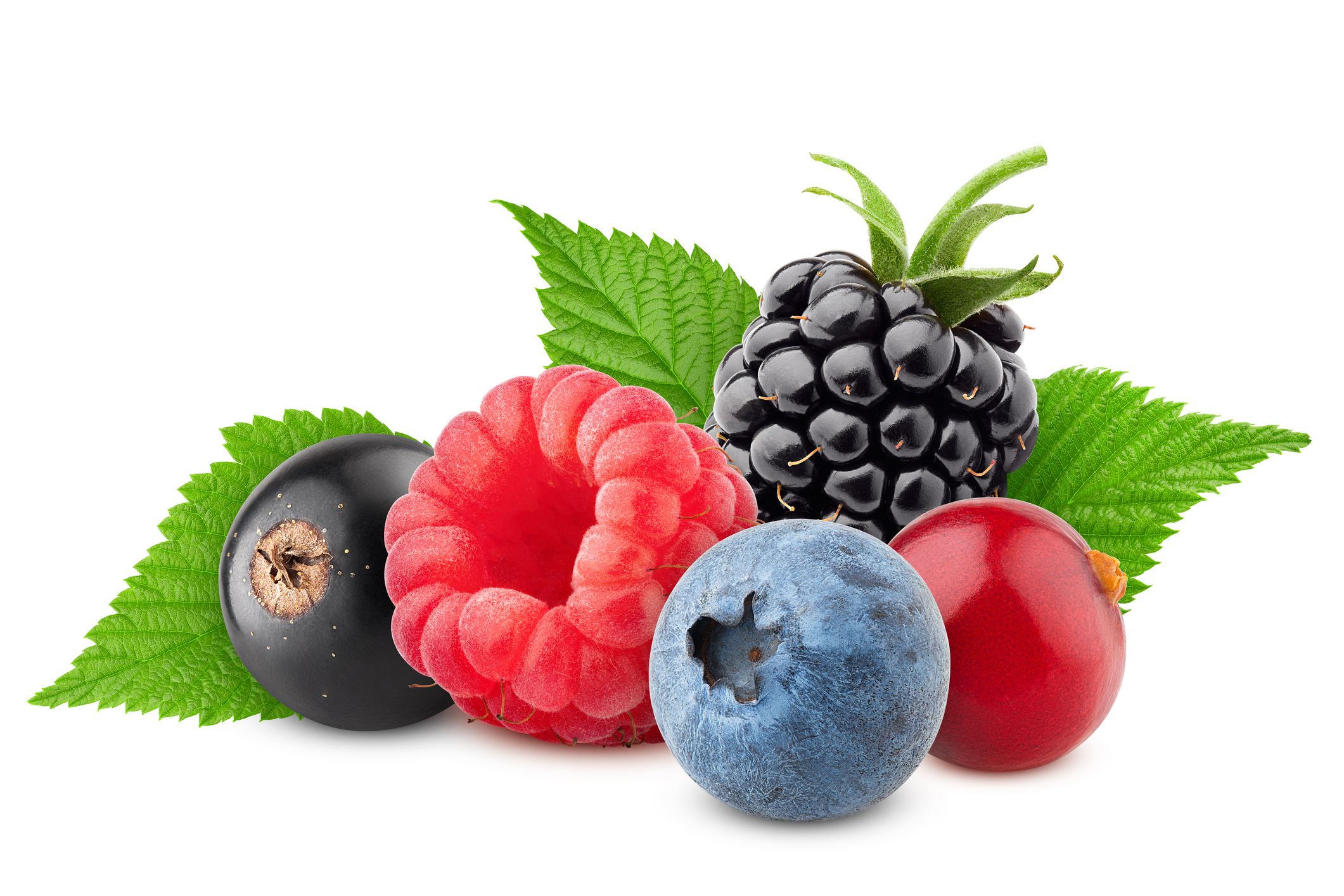 Wilde Beeren | Credit: iStock.com/Andrey Elkin