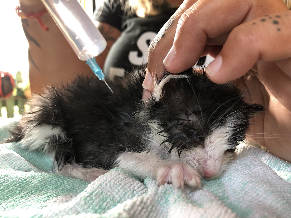 Ein Katzenbaby bekommt eine Spritze.