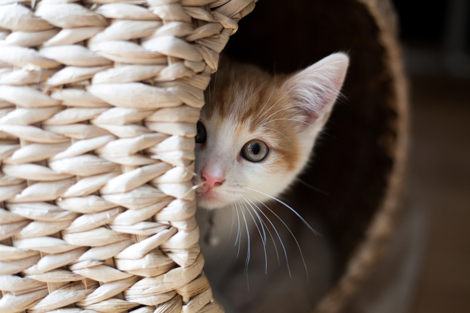 Kleines Kätzchen sieht aus ihrem Katzenkorb hervor | Credit: iStock.com/PhenomArtlover